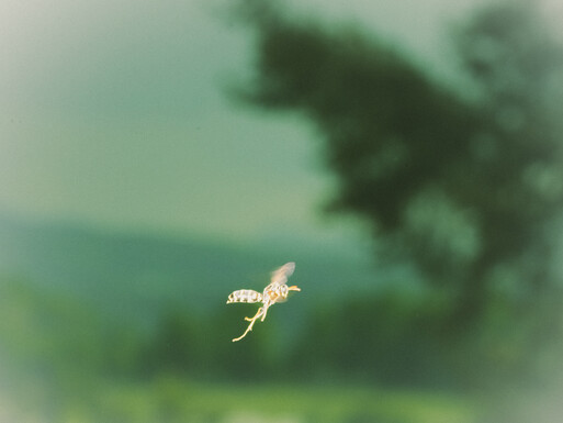 Photo : Etienne Francey