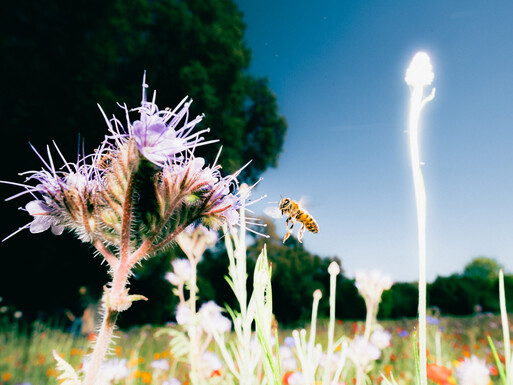 Photo : Etienne Francey