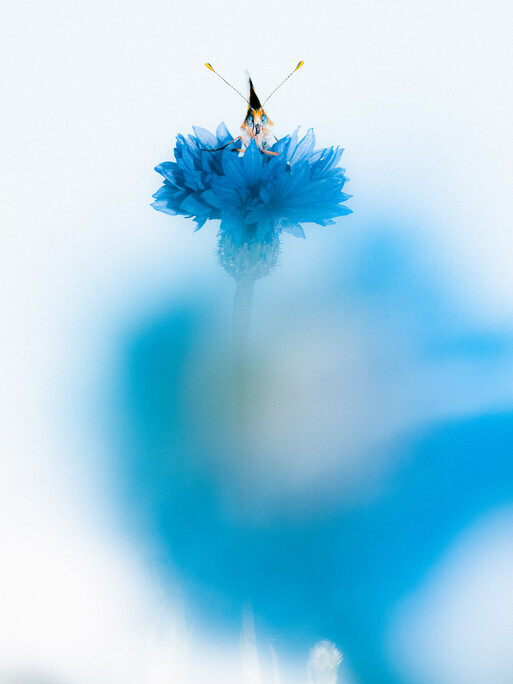 Roederer Magazine x Fisheye