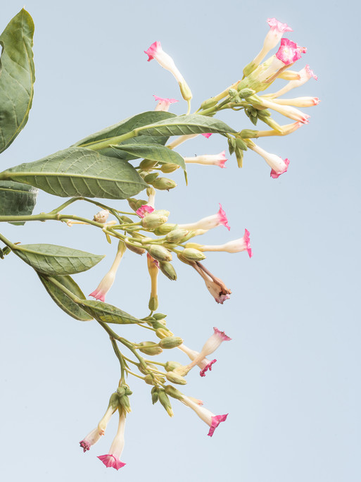 Photo : Etienne Francey