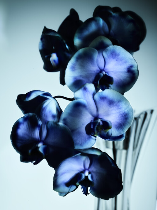 Photo : Federico Berardi