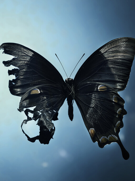 Photo : Federico Berardi