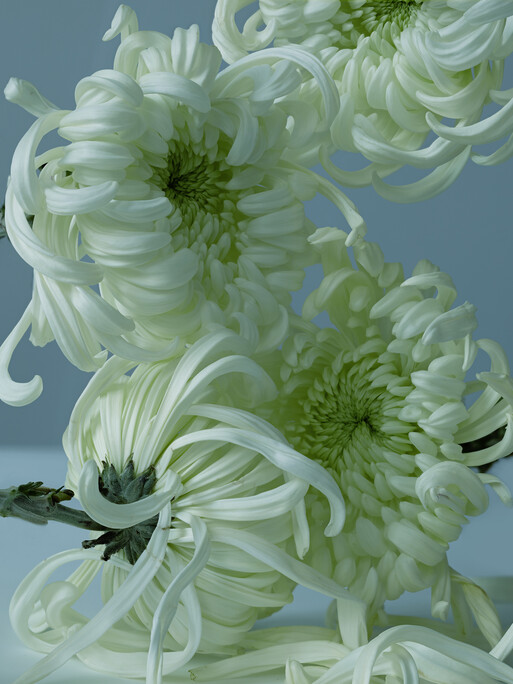 Photo : Federico Berardi