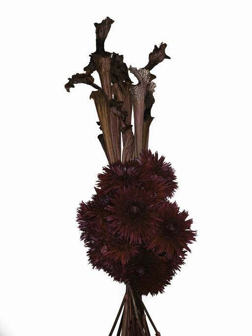 Photo : Federico Berardi