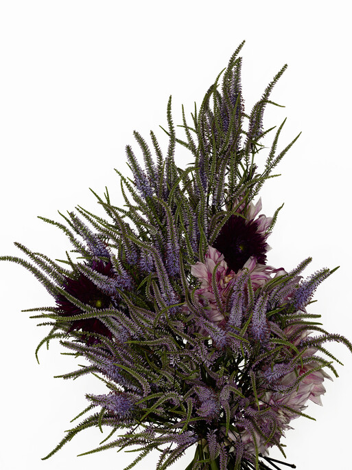 Photo : Federico Berardi