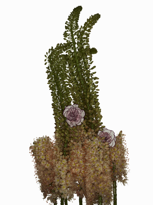 Photo : Federico Berardi