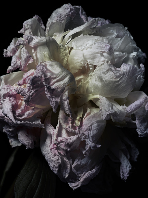 Photo : Federico Berardi