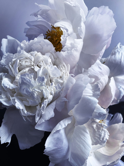 Photo : Federico Berardi