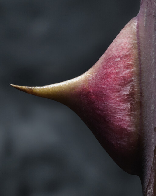 Photo : Federico Berardi