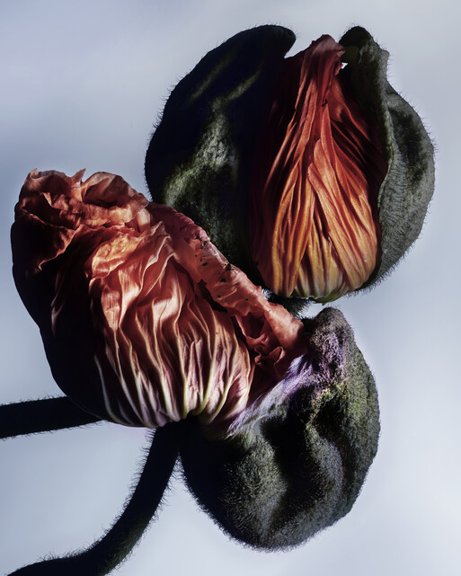 Photo : Federico Berardi