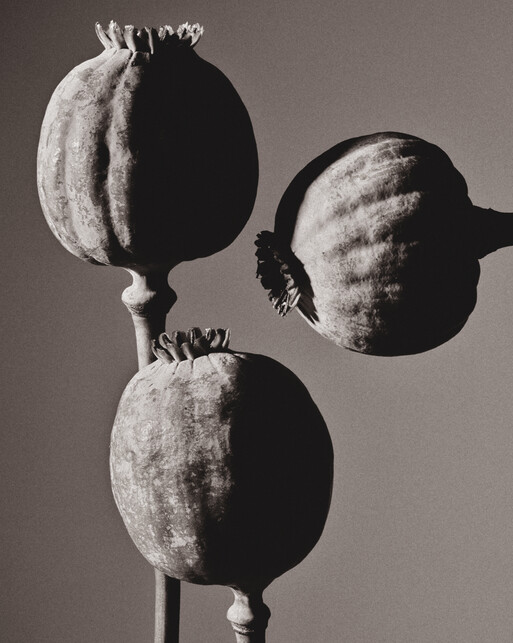 Photo : Federico Berardi