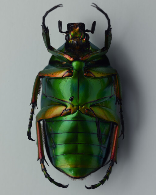 Photo : Federico Berardi