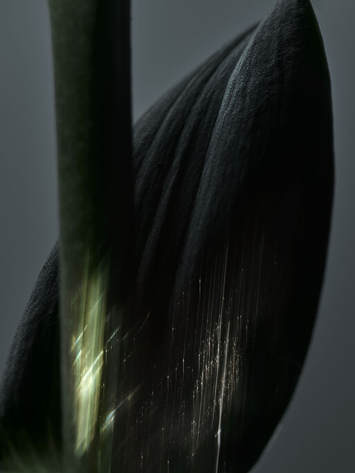 Photo : Candice Milon