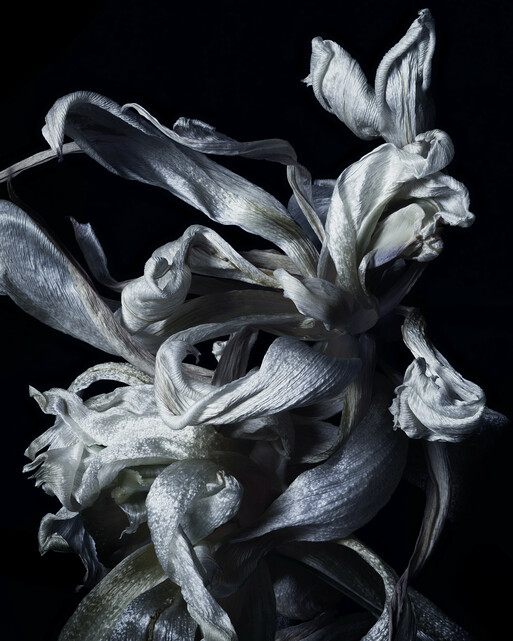 Photo : Federico Berardi