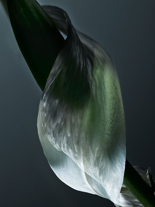 Photo : Candice Milon