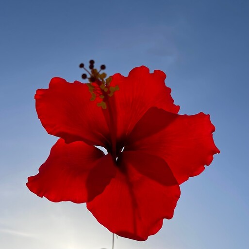 Photo : Raisa Balona