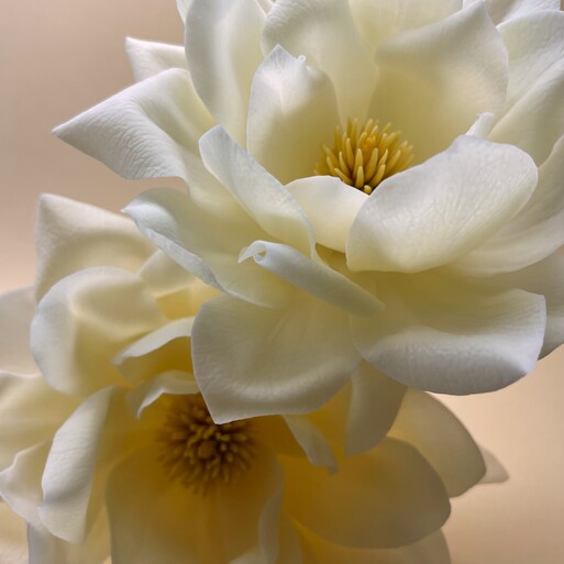 Photo : Raisa Balona