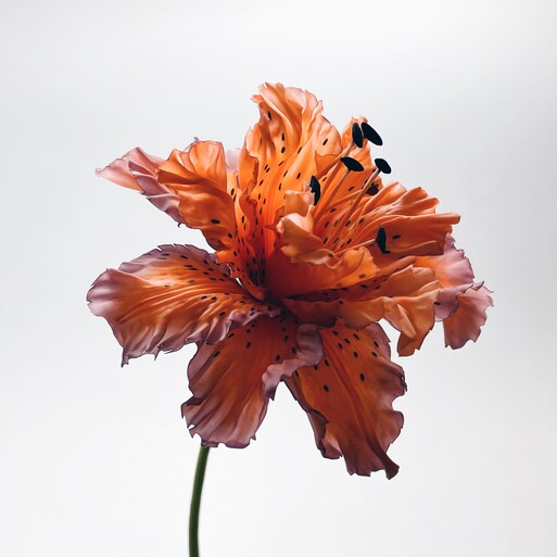 Photo : Raisa Balona