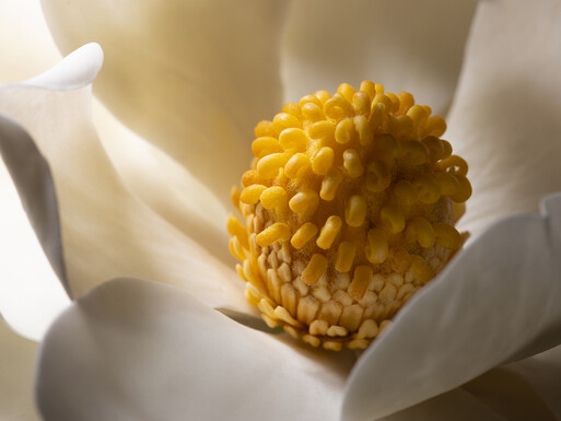 Photo : Raisa Balona