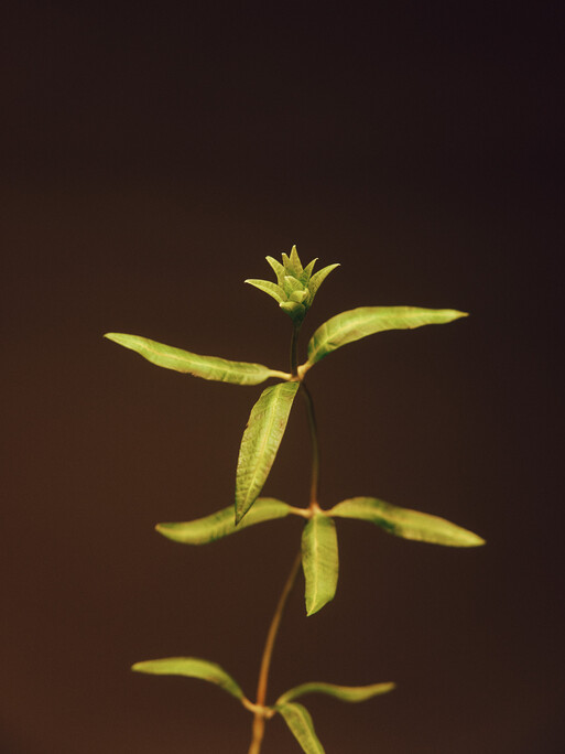 Photo : Raisa Balona