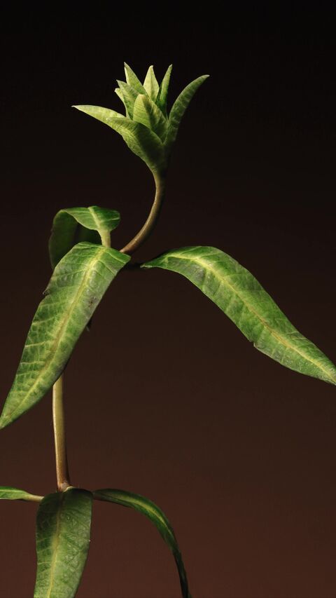 Verveine Raisa - Apoticari - Simon Gesrel