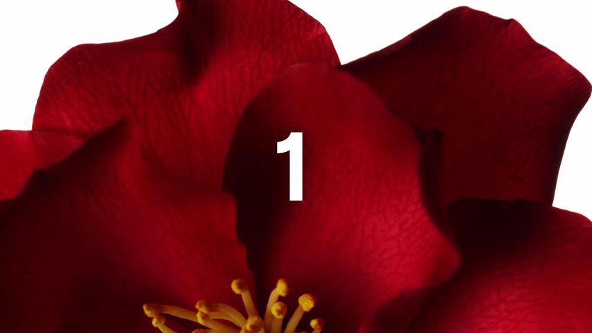 Camélia chanel Raisa